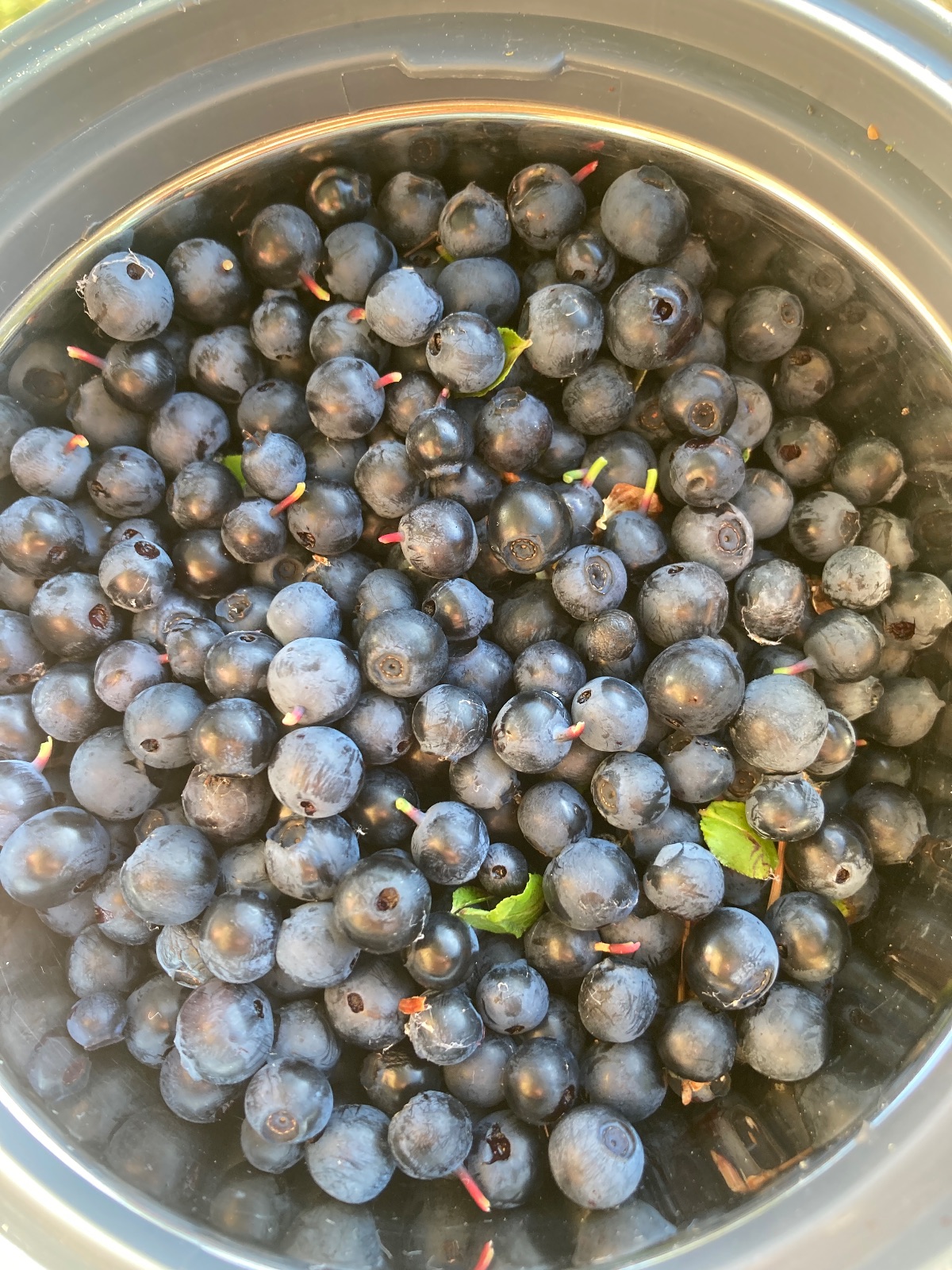 Berries and the deer